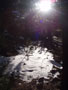 sunlight and snow in the woods.jpg